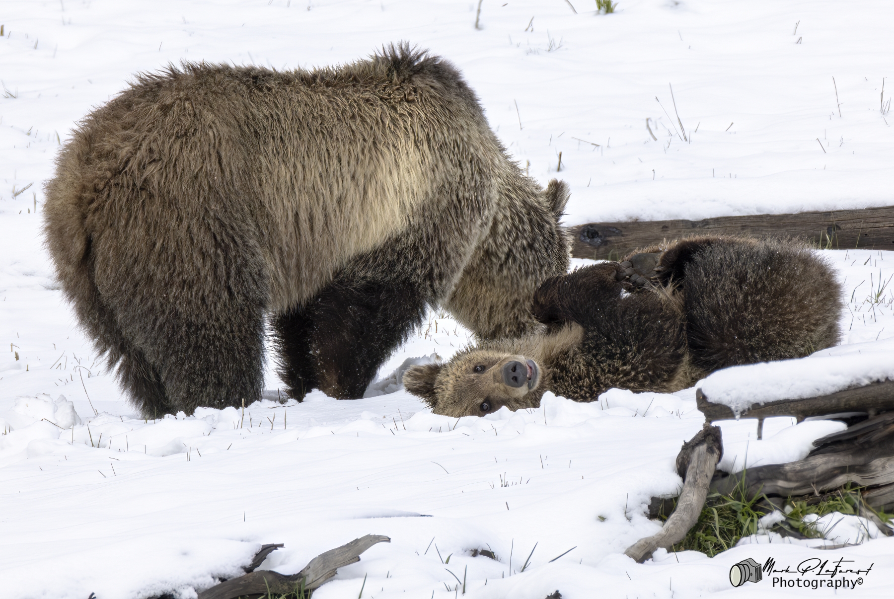 /gallery/north_america/USA/Wyoming/yellowstone/Snow and Cubs YNP May 2025-026_med.jpg